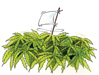 Caso mariguana: el impacto político de la sentencia